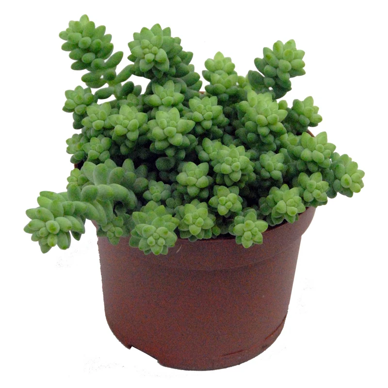 Sedum burrito