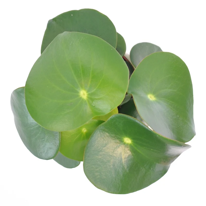 Peperomia Raindrop