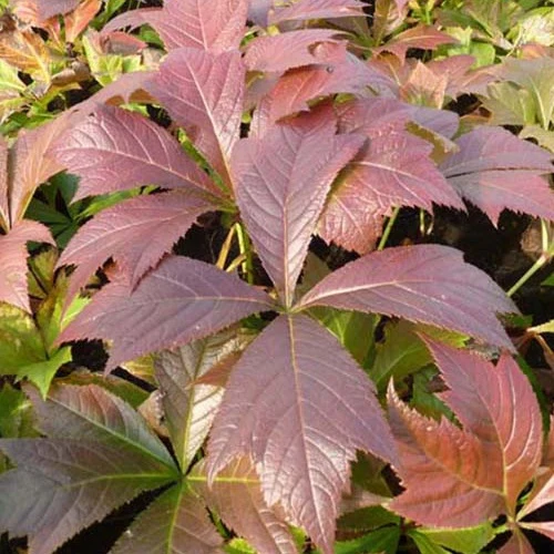 Rodgersia à feuilles pennées Braunlaub