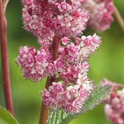 Rodgersia Dark pokers