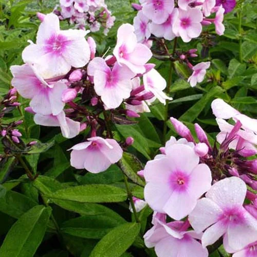 3 Phlox paniculé Bright Eyes