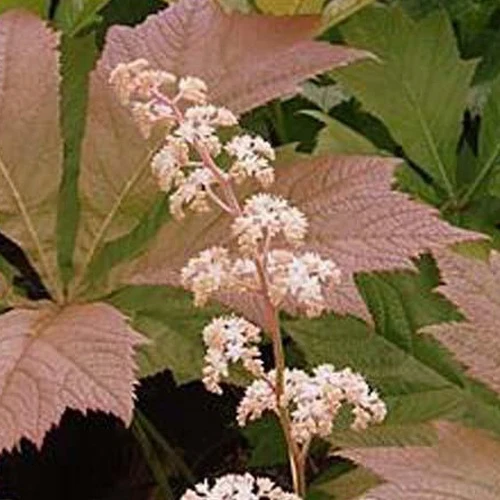 Rodgersia à feuilles de marronnier Irish Bronze