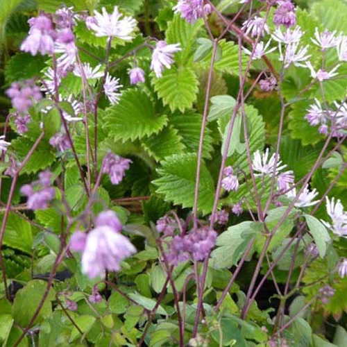 Thalictrum kiusianum Pigamon nain