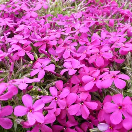 3 Phlox nain de Douglas Crackerjack