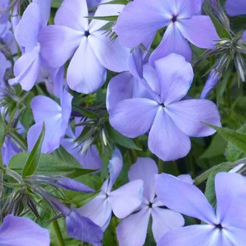 Phlox divariqué Blue Moon