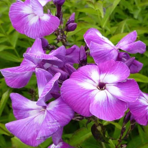 3 Phlox paniculé Laura