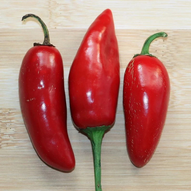 Piment Jalapeno mexicain BIO