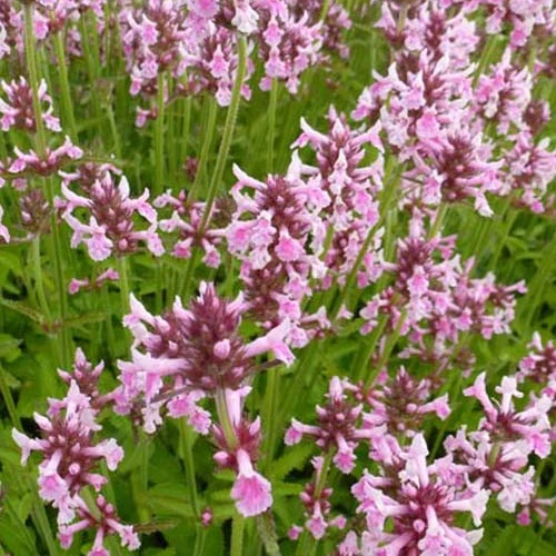 Bétoine officinale Épiaire Pink Cotton Candy