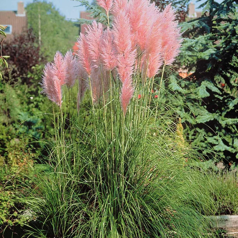2 Herbes de la pampa roses