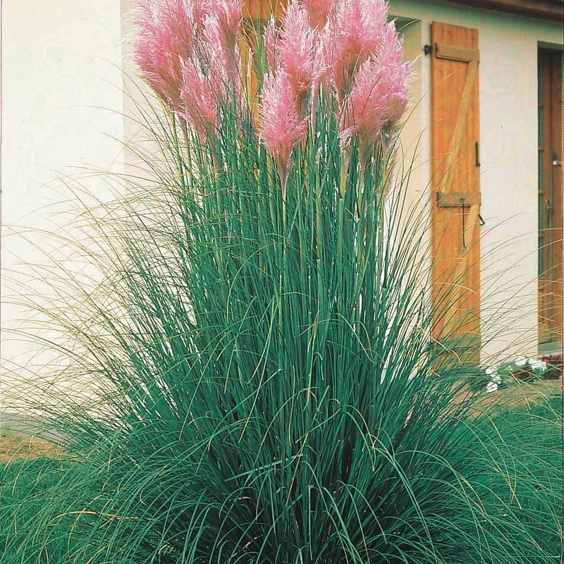 2 Herbes de la pampa roses