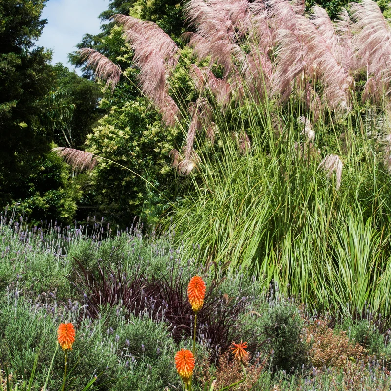 2 Herbes de la pampa roses