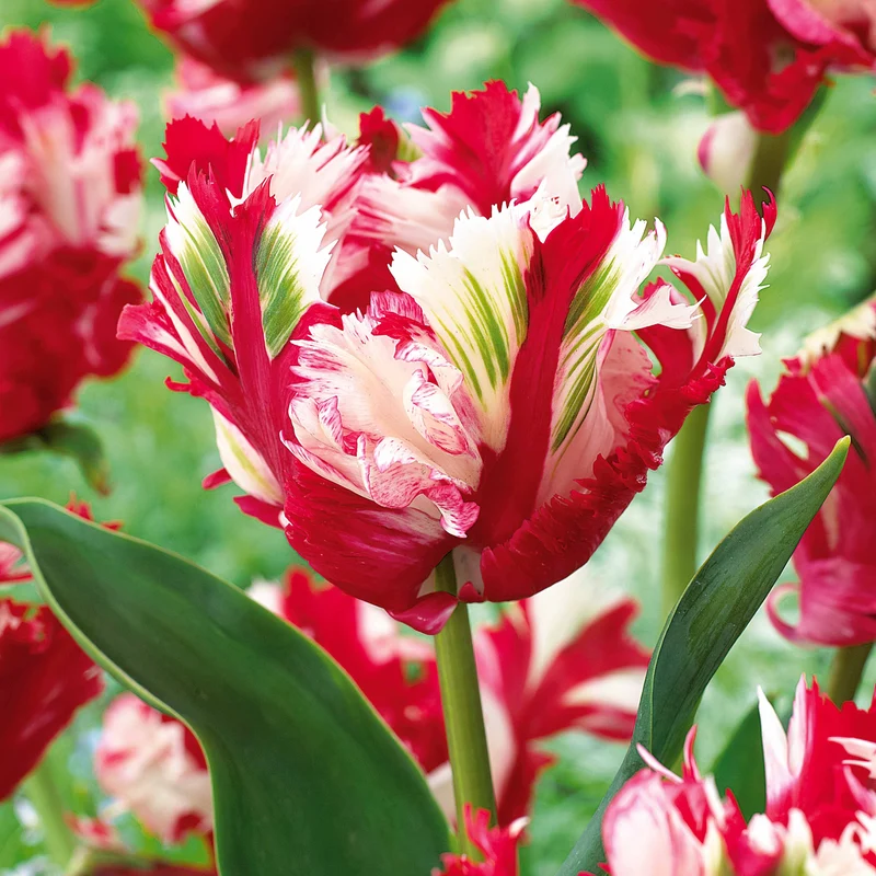 10 Tulipes perroquet Estella Rijnveld