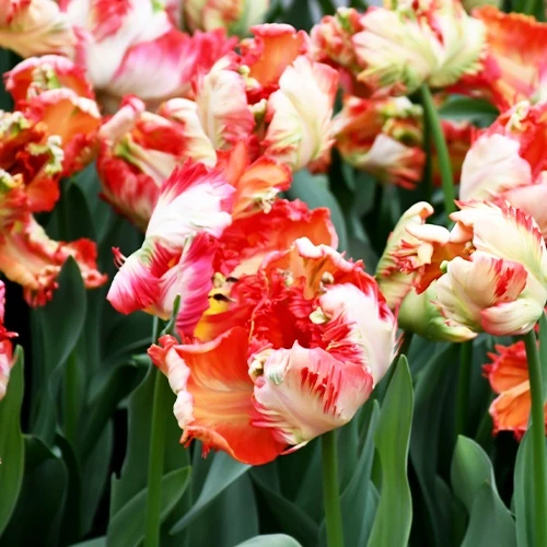 10 Tulipes perroquet Estella Rijnveld