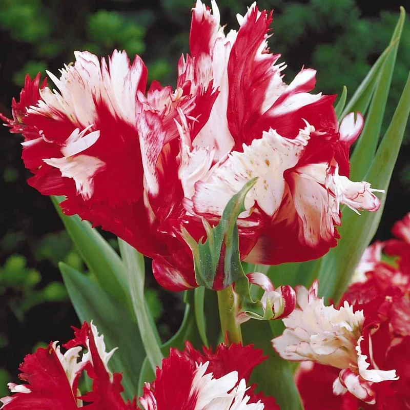 10 Tulipes perroquet Estella Rijnveld