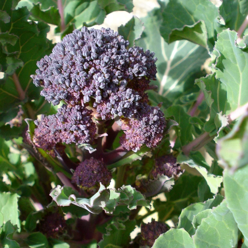 Chou Brocoli Early Purple Sprouting BIO