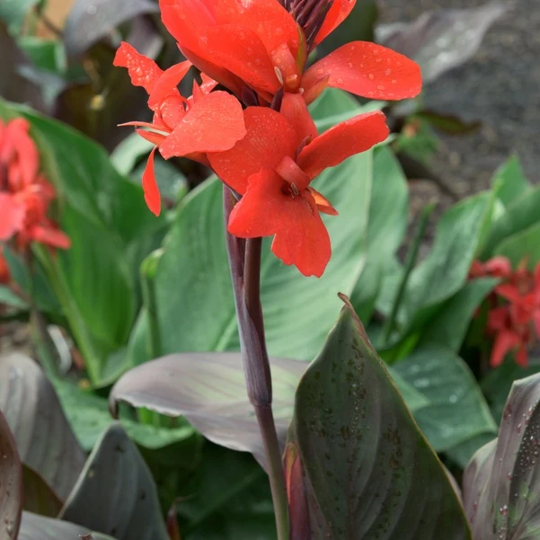 2 Cannas Nuit noire
