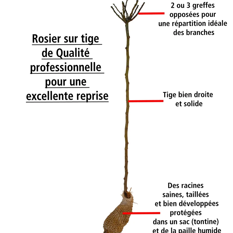 Rosier tricolore sur tige Bombe parfumée
