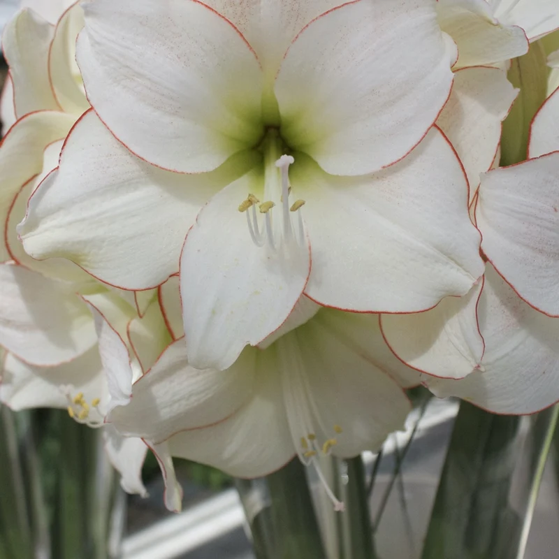Amaryllis Picotee