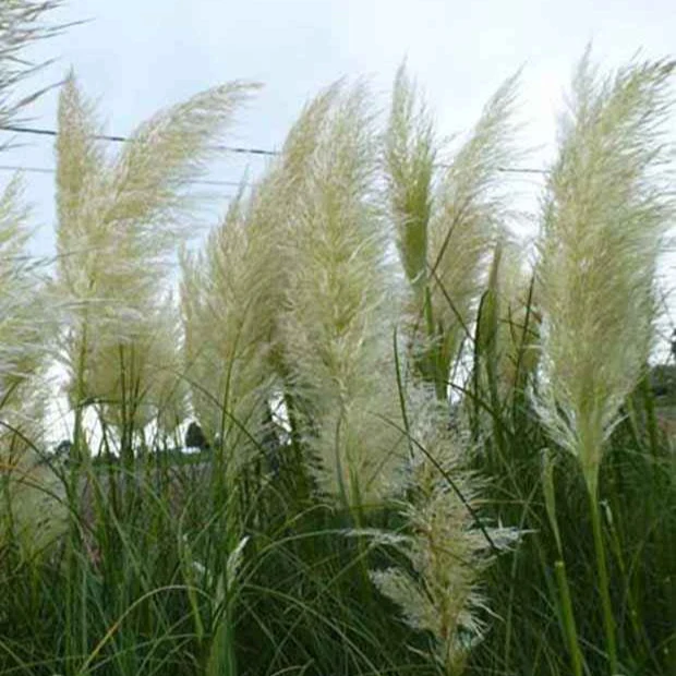 3 Herbes de la pampa
