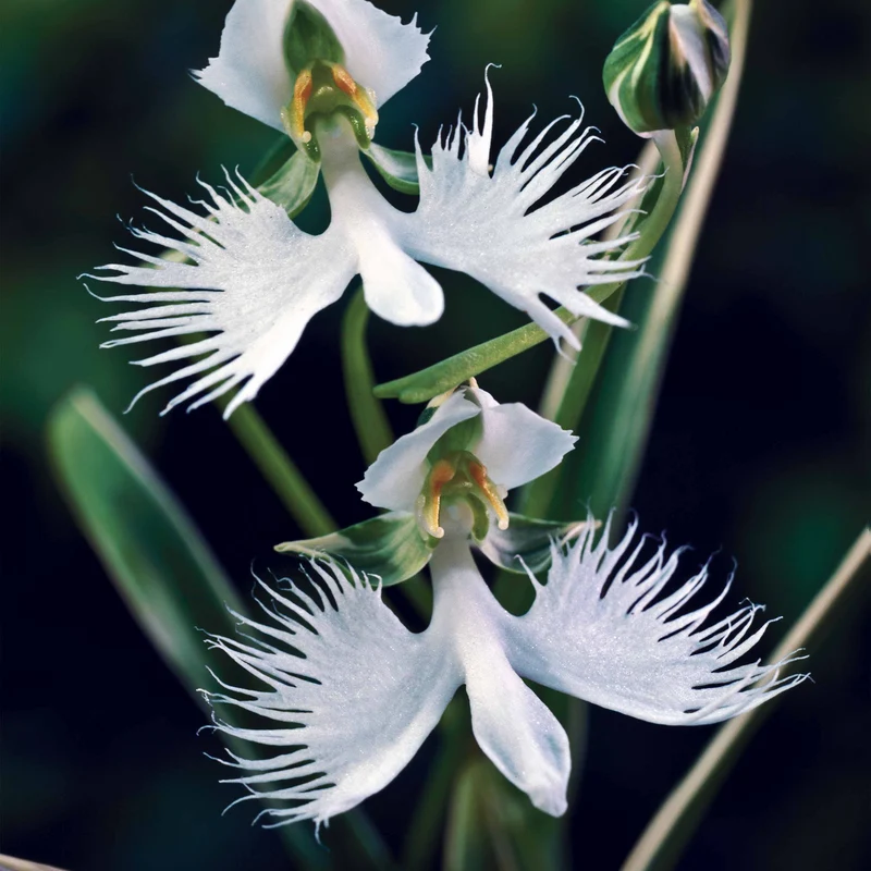 2 Orchidées Colombe