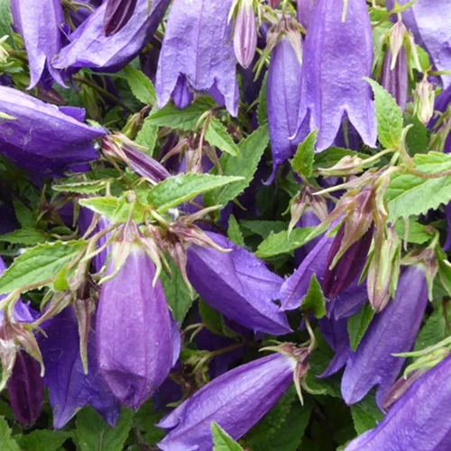 Campanule Rings-a-Bell Indigo Blue
