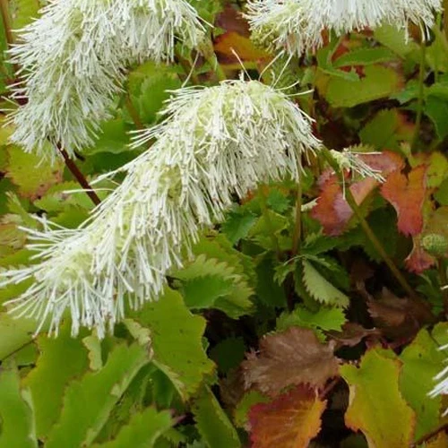 Pimprenelle blanche - Sanguisorbe