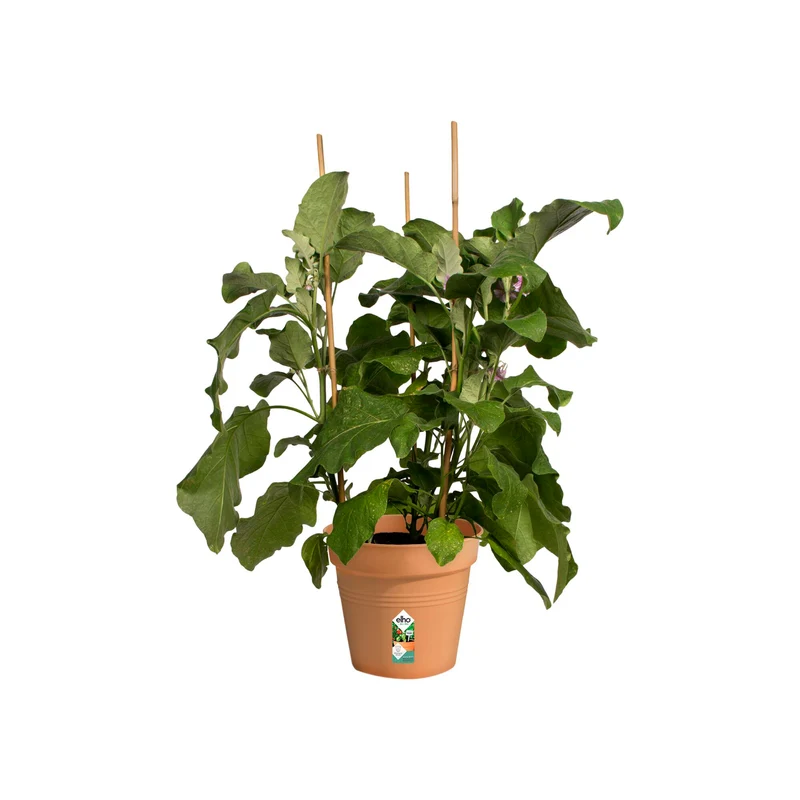 Pot de culture Green Basics Terre cuite