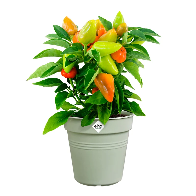 Pot de culture Green Basics Vert pierre
