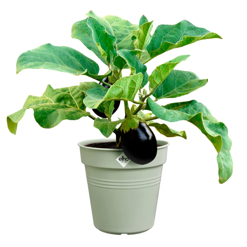 Pot de culture Green Basics Vert pierre