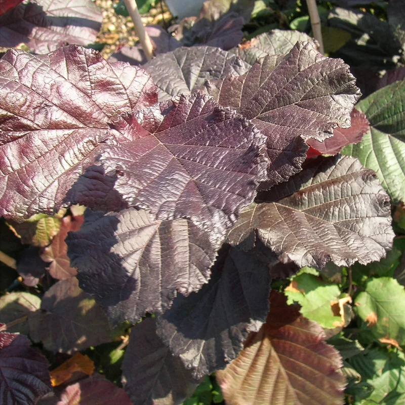 Noisetier pourpre Rote Zellernuss
