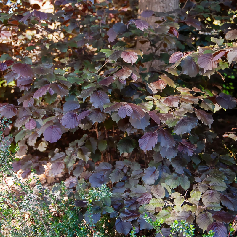 Noisetier pourpre Rote Zellernuss