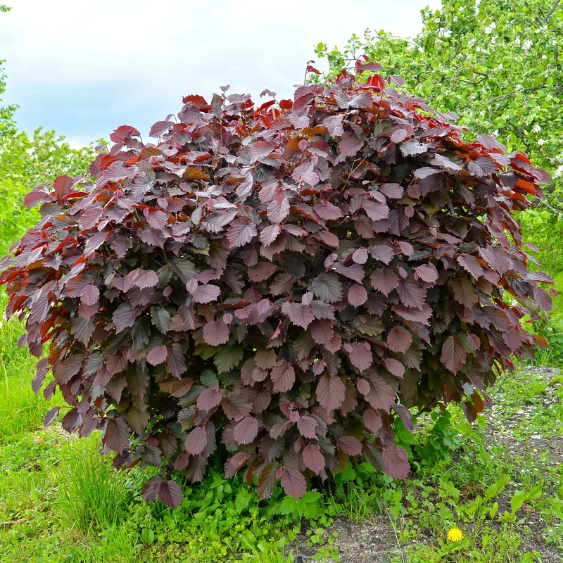 Noisetier pourpre Rote Zellernuss