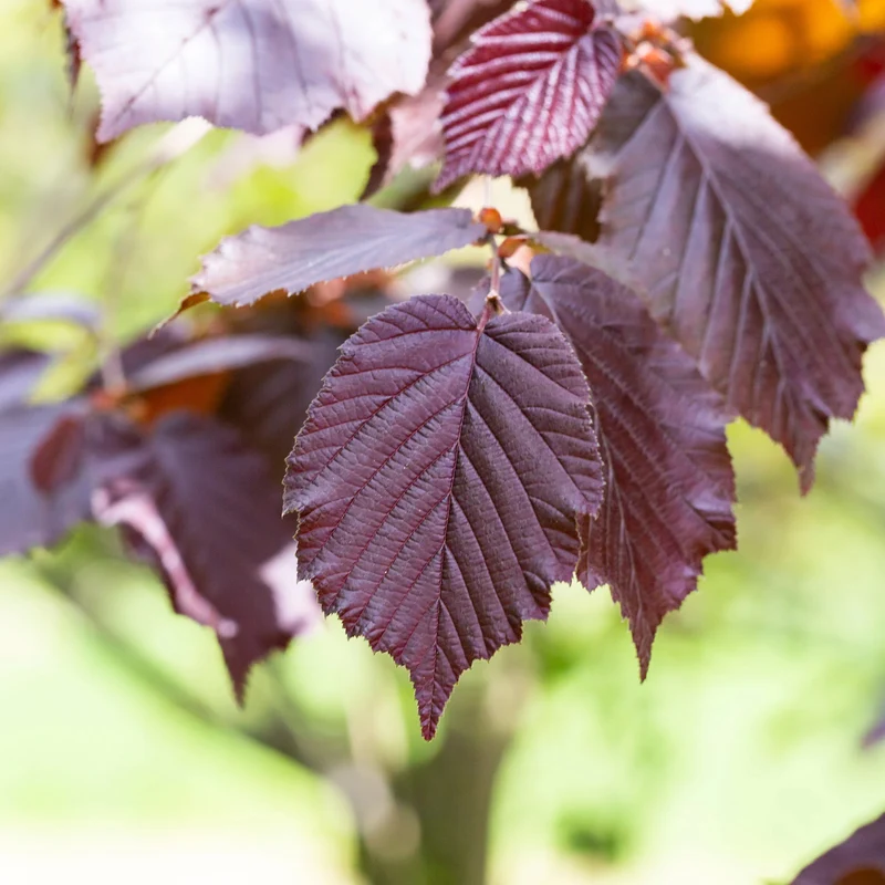 Noisetier pourpre Rote Zellernuss