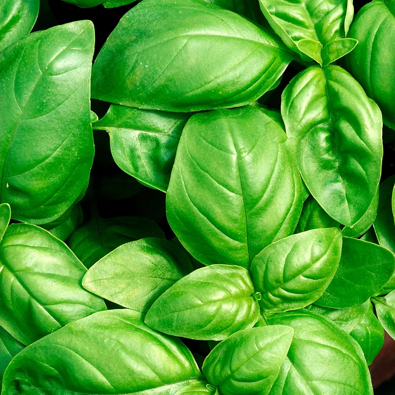 Basilic Grand vert