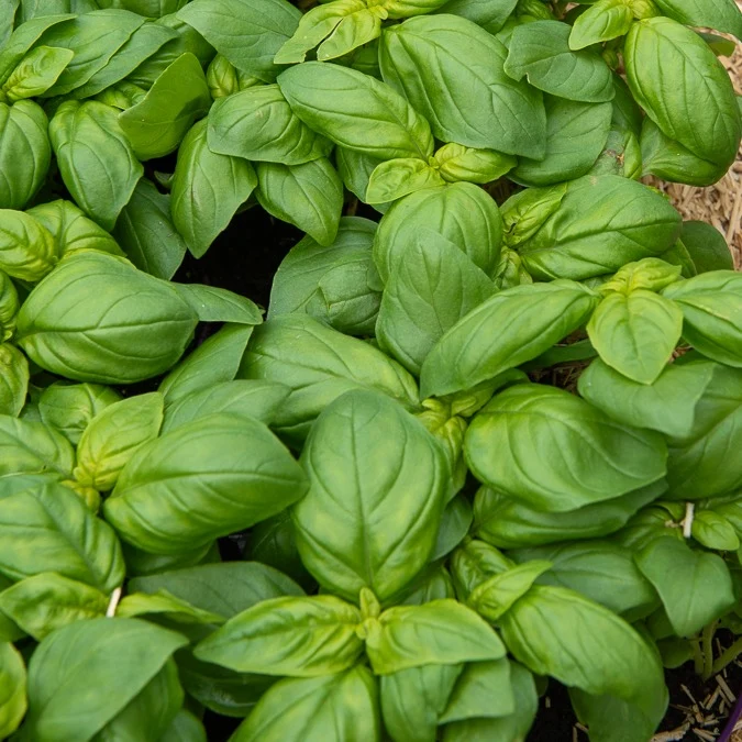 Basilic Grand vert