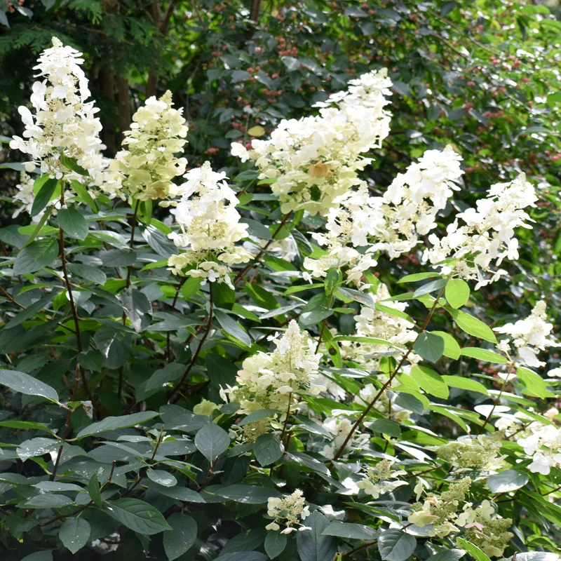 Un Hortensia blanc en cadeau