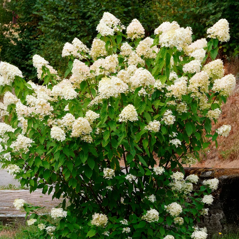 Un Hortensia blanc en cadeau