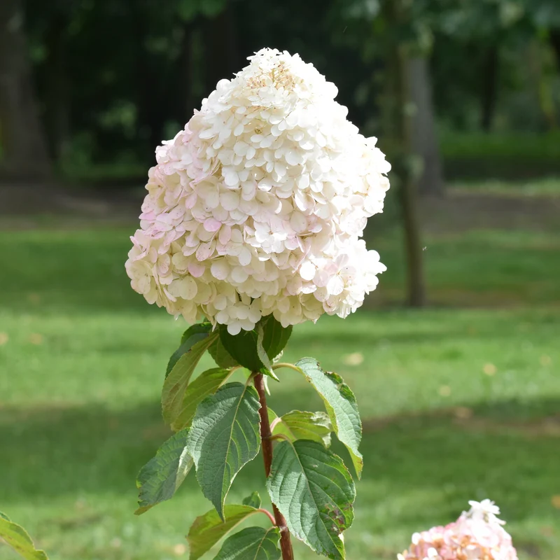 Un Hortensia blanc en cadeau