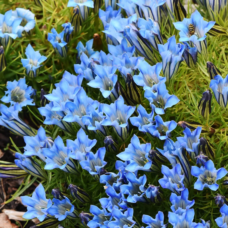 Gentiane Blue Star®