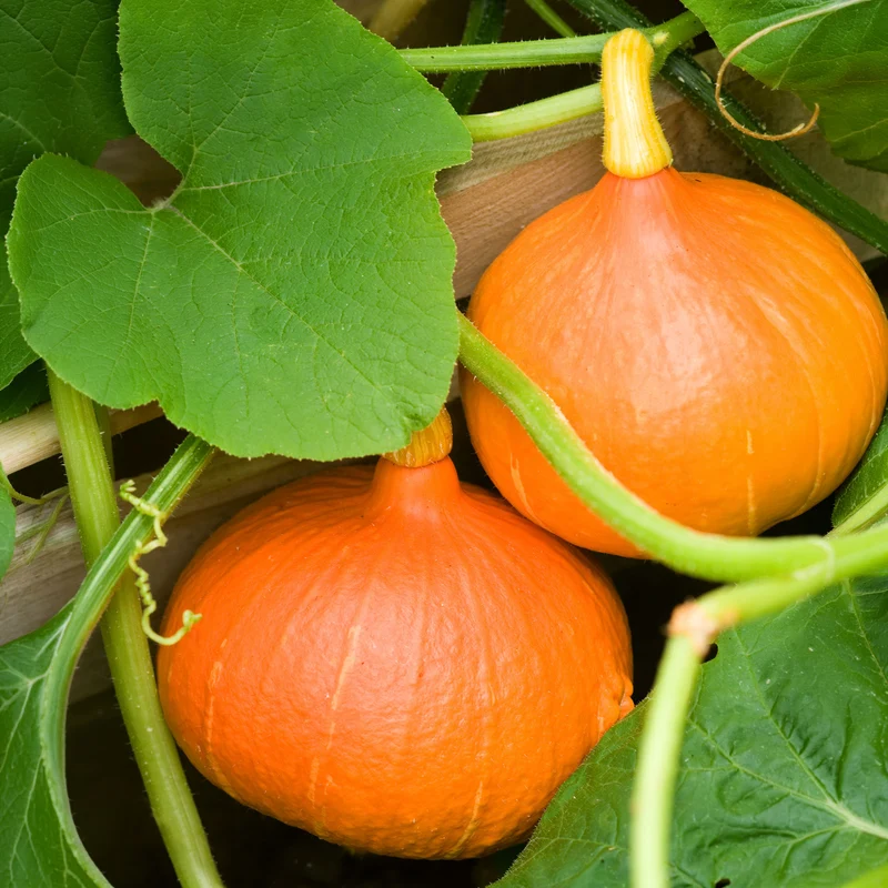 Potiron Uchiki Kuri Bio
