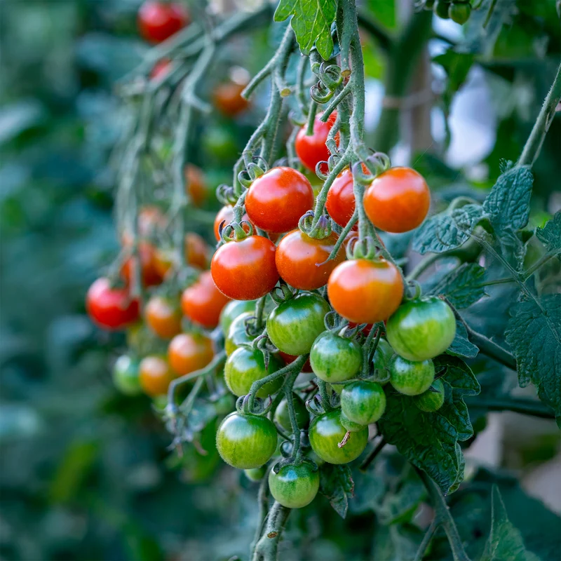 Tomate cerise Délice du jardinier