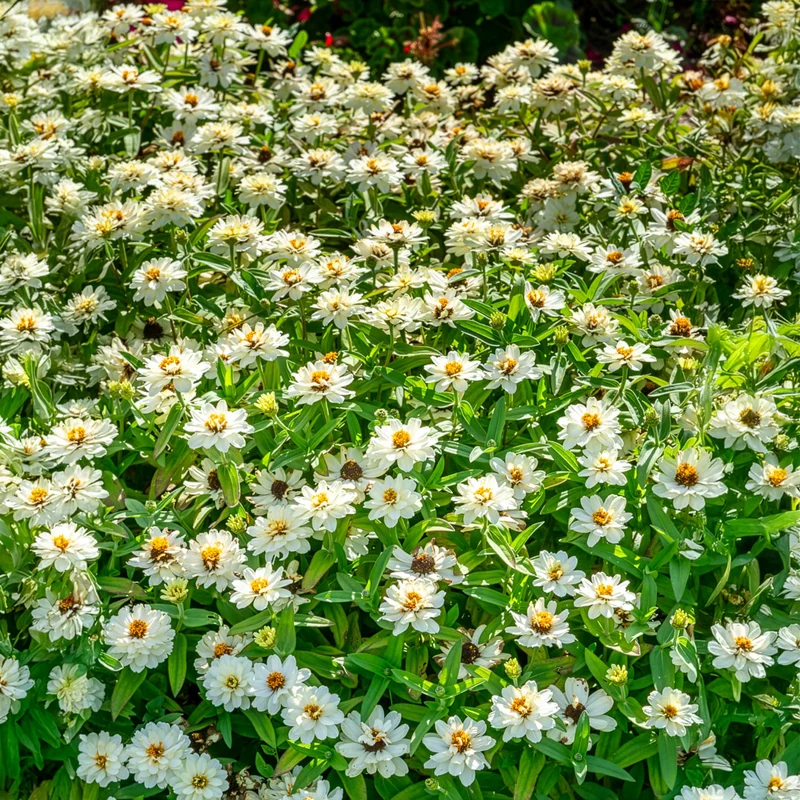 Zinnia Double Blanc