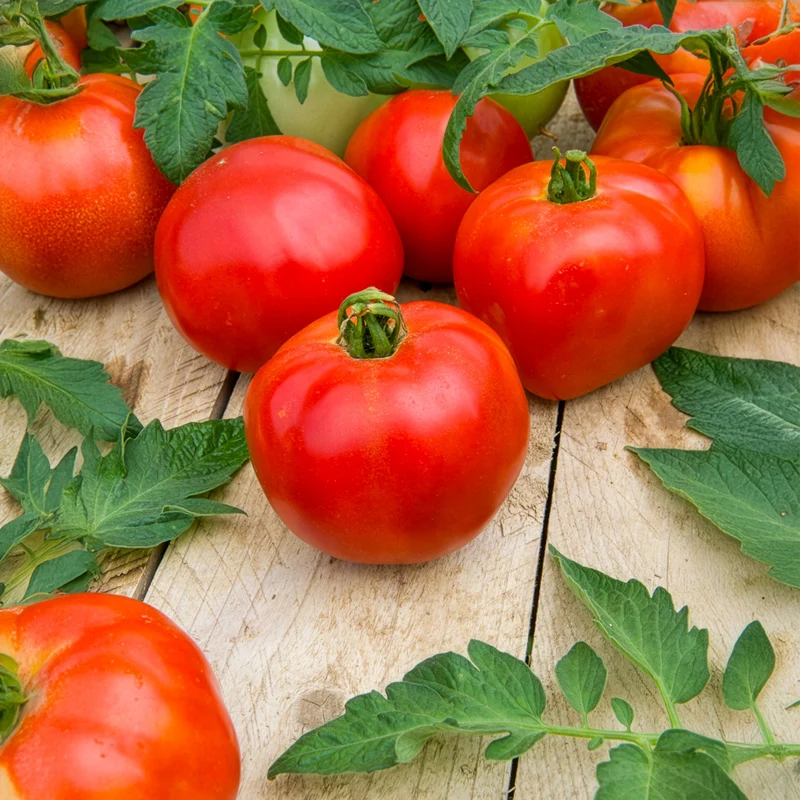 3 Plants de Tomate Pyros F1