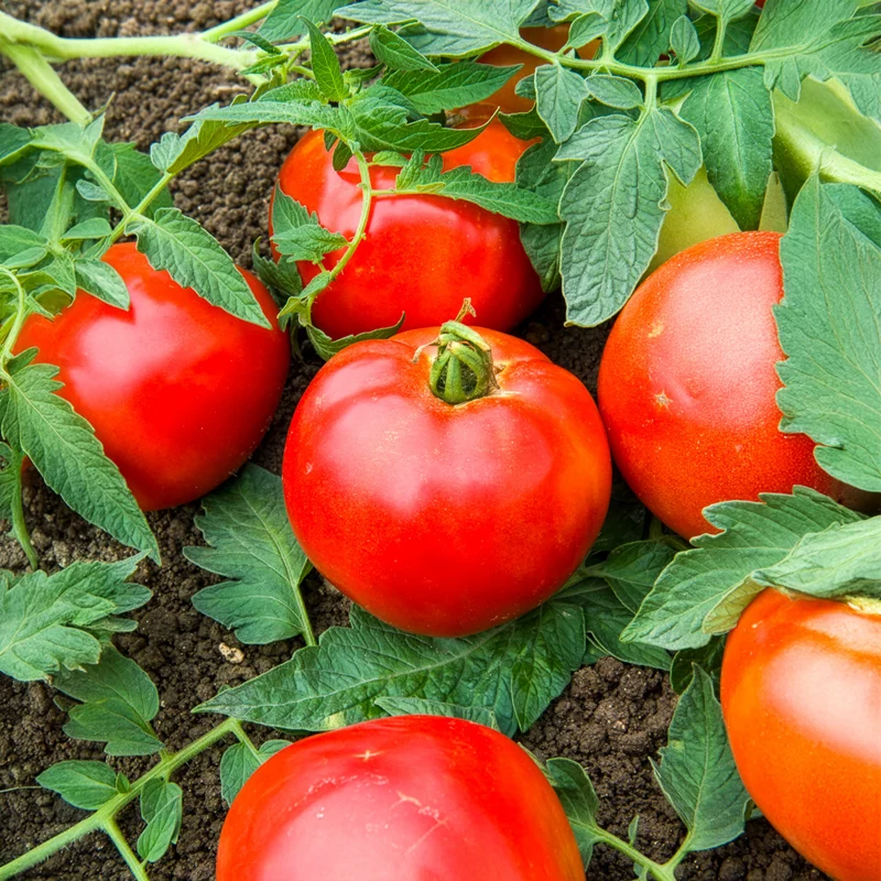 3 Plants de Tomate Pyros F1