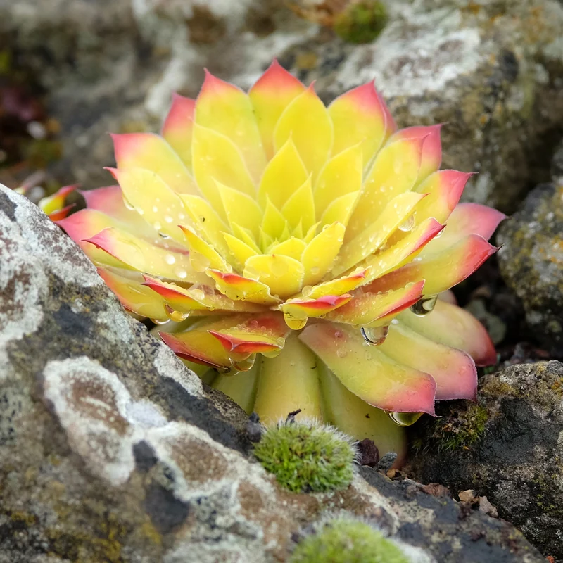 Joubarbe Chick Charms® Gold Nugget - Sempervivum