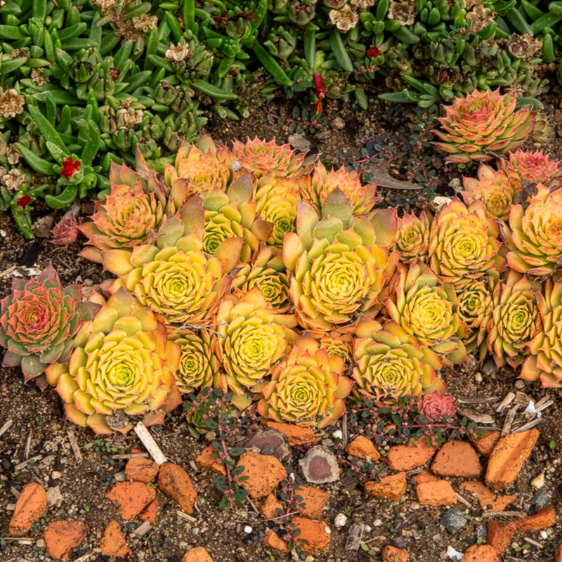 Joubarbe Chick Charms® Gold Nugget - Sempervivum