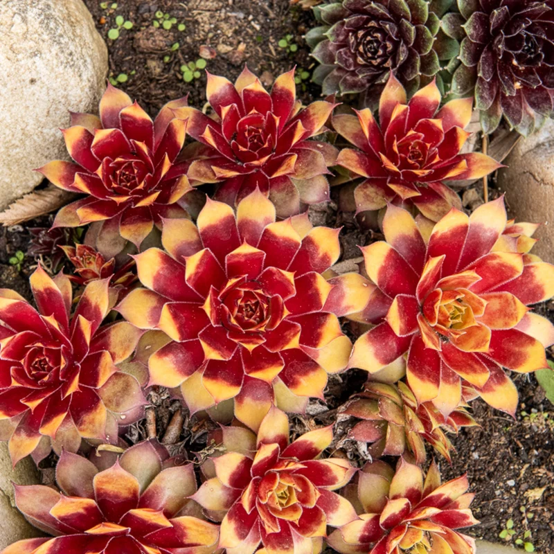 Joubarbe Chick Charms® Gold Nugget - Sempervivum