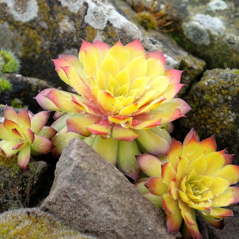 Joubarbe Chick Charms® Gold Nugget - Sempervivum