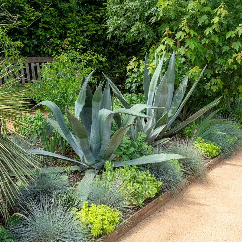 Agave d'Amérique
