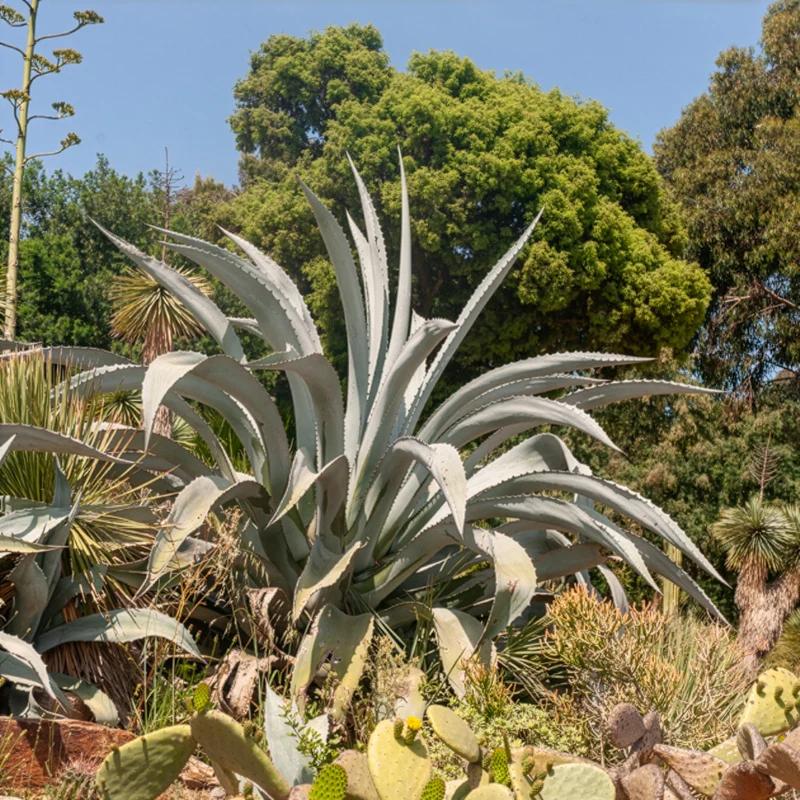 Agave d'Amérique